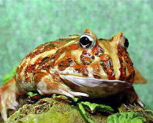 角蛙的形态特征