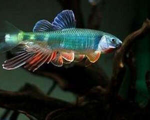 养鱼水质差怎么办？