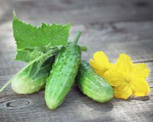 黄瓜化瓜是什么原因