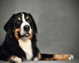 沉默是金，最不喜叫的狗狗前五名