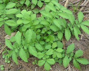 用仙鹤草治疗龟病效果好