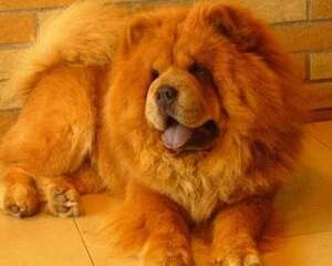 松狮犬是大型犬吗？