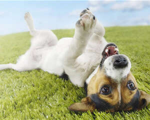 狗笼对于狗狗的好处分析