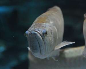 银龙鱼和小型鱼混养注意事项