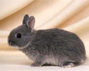 为兔兔挑选垫料的注意事项