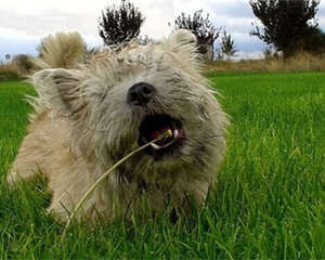 凯安梗的形态特征