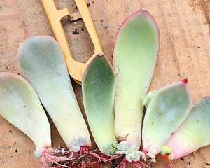 灰常强大的多肉植物扦插详细说明与指导教程