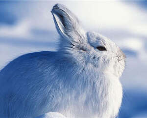 兔兔四季的饲养注意事项
