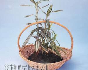 何氏凤仙混色插花