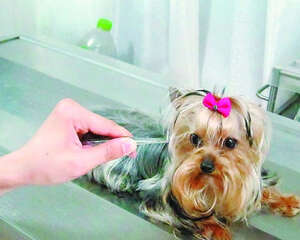 防止狗狗丢失有何要点