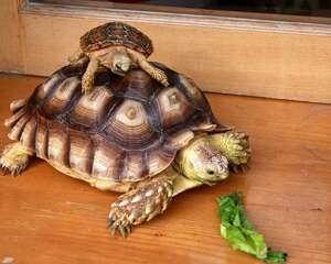 苏卡达龟饲养小贴士