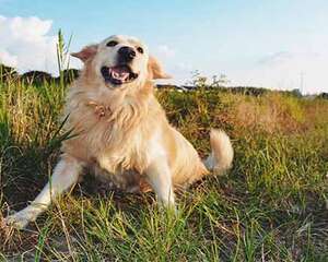 金毛价格大盘点？金毛多少钱一只