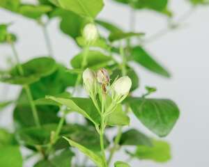 茉莉北方冬天能开花吗