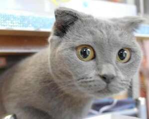 关于俄罗斯蓝猫你所不知道的