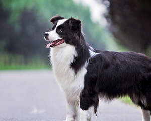 狗狗的消化特点是怎么样的