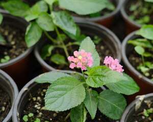 五色梅和五色花是一种植物吗