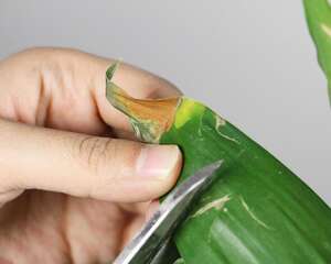 养“富贵竹”总烂根，不如水里兑点“液体”，防腐还能灭…