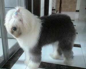 英国古代牧羊犬FCI标准