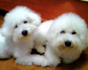 新主人喂养比熊犬须知