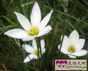 葱兰的花语：初恋、纯洁的爱