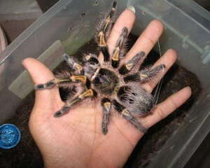 巴西巨人金直间的外形特点