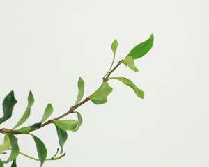 风车茉莉的毒性大吗