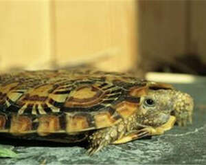 宠物龟摩根氏变形杆菌病的治疗