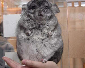 夏季如何为了龙猫降温防暑