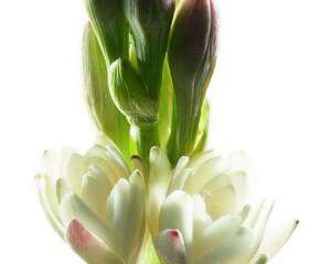 晚香玉怎么栽培