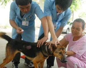 准妈妈也能接种狂犬疫苗了