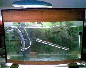 闯缸鱼有什么作用