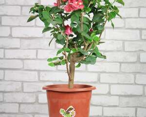 三角梅的常见问题解答