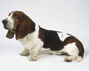 巴吉度犬市场价格盘点