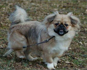 西藏猎犬的语言