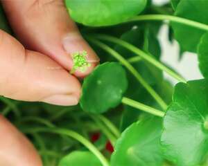 这花就是一次性，开完花就扔，别浪费时间！