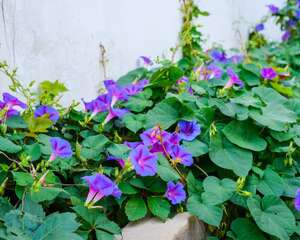 牵牛花怎么种，牵牛花种子价格