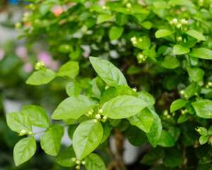 茉莉茶的功效与禁忌