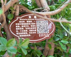 紫藤怎么修剪，几月份修剪