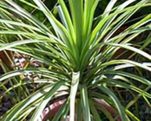 酒瓶兰的栽培（图）