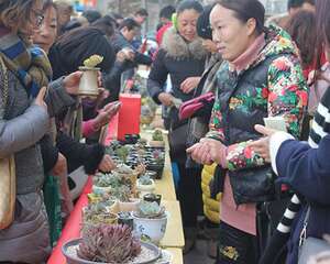 当多肉遇上星星的孩子：景天韵多肉公益基地揭牌