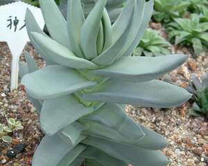 神刀（尖刀）的介绍与养护要点