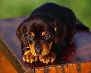 黑褐猎浣熊犬的性格特点