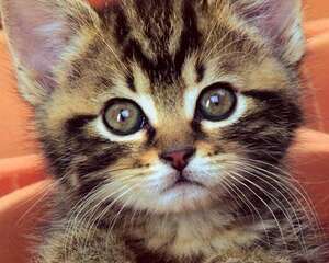 如何给幼猫补充营养