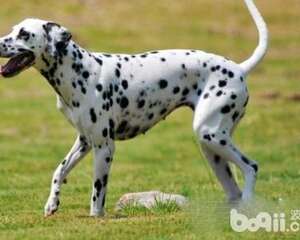 大麦町犬怎么样？大麦町犬选购方法