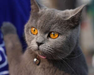 购买英国短毛猫用品的注意事项