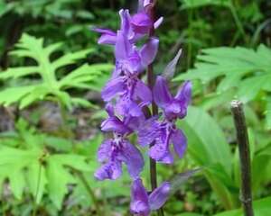 广布红门兰图片