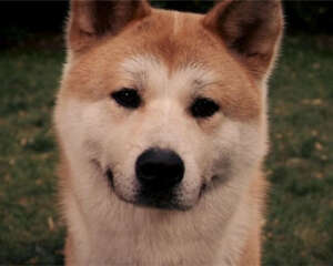 怎样正确喂养秋田犬