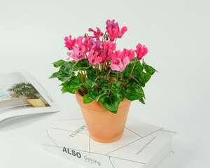 仙客来病虫害防治，病害有几种