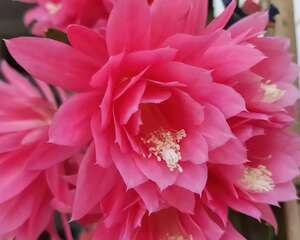 大爷家荷花种在花盆里，1次开花20朵，比巴掌还大！