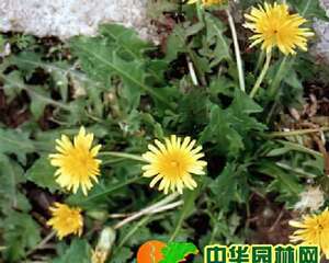 蒲公英的整地播种和肥水管理